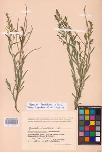 Genista tinctoria subsp. tinctoria, Восточная Европа, Нижневолжский район (E9) (Россия)