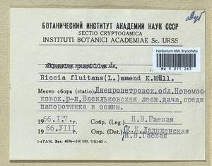 Riccia fluitans L., Гербарий мохообразных, Мхи - Украина и Молдавия (B3)