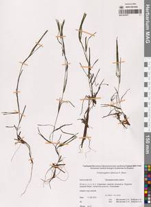 Рдест сибирский A.Benn., Сибирь, Чукотка и Камчатка (S7) (Россия)
