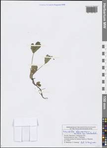 Potentilla cinerea subsp. incana (G. Gaertn., B. Mey. & Scherb.) Asch., Восточная Европа, Средневолжский район (E8) (Россия)