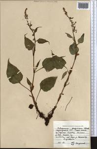 Koenigia songarica (Schrenk) T. M. Schust. & Reveal, Средняя Азия и Казахстан, Северный и Центральный Тянь-Шань (M4) (Киргизия)