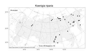 Koenigia riparia, Кенигия широкораструбовая (L.) T. M. Schust. & Reveal, Атлас флоры России (FLORUS) (Россия)