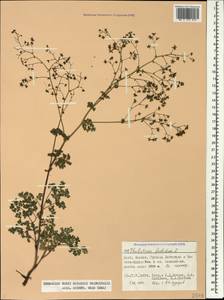 Василисник вонючий L., Кавказ, Северная Осетия, Ингушетия и Чечня (K1c) (Россия)