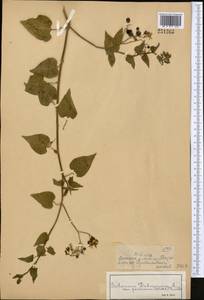 Паслен сладко-горький L., Средняя Азия и Казахстан, Джунгарский Алатау и Тарбагатай (M5) (Казахстан)