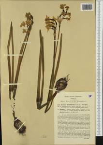 Narcissus tazetta subsp. aureus (Jord. & Fourr.) Baker, Западная Европа (EUR) (Италия)