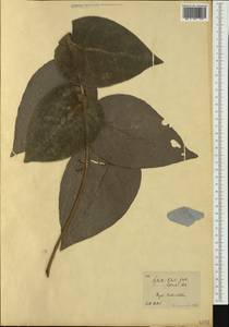 Phyllanthus bupleuroides Baill., Австралия и Океания (AUSTR) (Новая Каледония)
