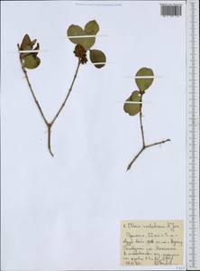 Olinia rochetiana A. Juss., Африка (AFR) (Эфиопия)