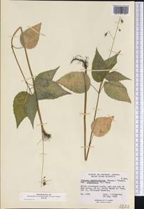 Circaea canadensis subsp. quadrisulcata (Maxim.) Boufford, Америка (AMER) (Канада)