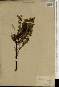 Olearia phlogopappa subsp. subrepanda (DC.) Messina, Зарубежная Азия (ASIA) (Япония)