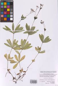 Подмаренник душистый (L.) Scop., Восточная Европа, Московская область и Москва (E4a) (Россия)