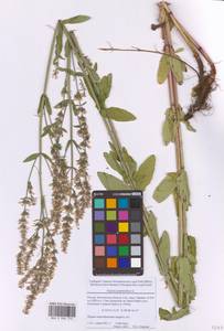 Котовник голый, Восточная Европа, Московская область и Москва (E4a) (Россия)