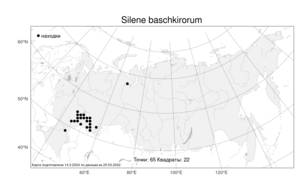 Silene baschkirorum, Смолевка башкирская, Ушанка башкирская Janisch., Атлас флоры России (FLORUS) (Россия)