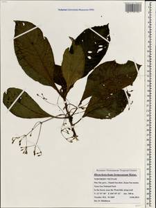 Rhynchotechum formosanum Hatus., Зарубежная Азия (ASIA) (Вьетнам)