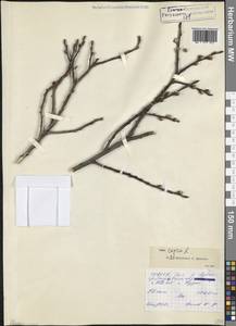 Ива козья L., Кавказ, Северная Осетия, Ингушетия и Чечня (K1c) (Россия)