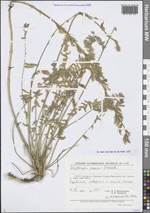 Остролодочник Капю Franch., Средняя Азия и Казахстан, Памир и Памиро-Алай (M2) (Узбекистан)