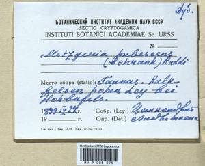 Metzgeria pubescens (Schrank) Raddi, Гербарий мохообразных, Мхи (без точных пунктов) (B0)