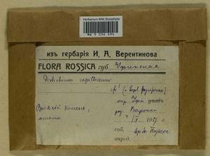 Distichium capillaceum (Hedw.) Bruch & Schimp., Гербарий мохообразных, Мхи - Башкортостан, Челябинская и Оренбургская области (B14) (Россия)