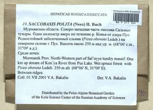 Saccobasis polita (Nees) H. Buch, Гербарий мохообразных, Мхи - Карелия, Ленинградская и Мурманская области (B4) (Россия)