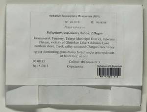 Psilopilum cavifolium (Wilson) I. Hagen, Гербарий мохообразных, Мхи - Красноярский край, Тыва и Хакасия (B17) (Россия)