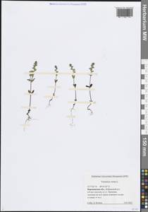 Вероника весенняя L., Восточная Европа, Центральный лесостепной район (E6) (Россия)