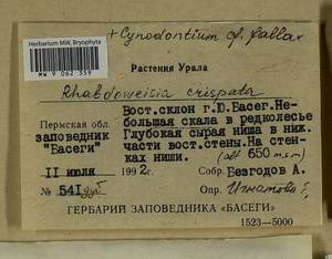 Cynodontium fallax Limpr., Гербарий мохообразных, Мхи - Пермский край, Удмуртия, Свердловская и Кировская области (B8) (Россия)