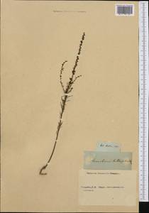 Anarrhinum bellidifolium (L.) Willd., Западная Европа (EUR) (Неизвестно)