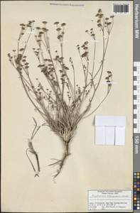 Bupleurum persicum Boiss., Зарубежная Азия (ASIA) (Турция)