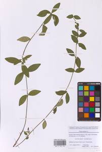 Барвинок малый L., Восточная Европа, Московская область и Москва (E4a) (Россия)