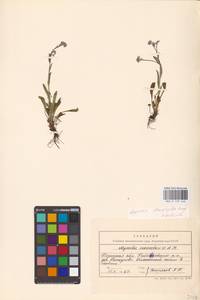 MHA 0 153 446, Myosotis alpestris subsp. suaveolens (Waldst. & Kit. ex Willd.) Strid, Восточная Европа, Центральный район (E4) (Россия)