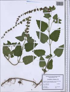 Scutellaria columnae, Западная Европа (EUR) (Северная Македония)