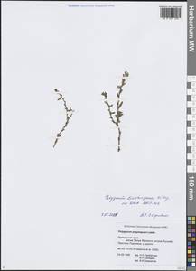 Спорыш бурораструбовый Kom., Сибирь, Дальний Восток (S6) (Россия)