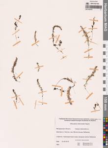 Пузырчатка средняя  Hayne, Сибирь, Чукотка и Камчатка (S7) (Россия)