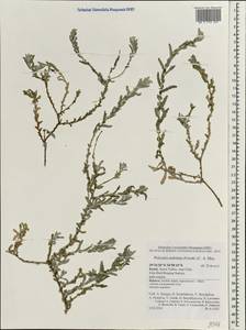 Pulicaria undulata, Зарубежная Азия (ASIA) (Израиль)