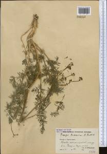 Прангос бухарский B.Fedtsch., Средняя Азия и Казахстан, Памир и Памиро-Алай (M2) (Узбекистан)