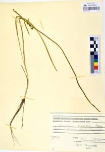 MAG 0003384, Sparganium × probatovae Tzvelev, Сибирь, Чукотка и Камчатка (S7) (Россия)