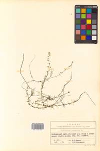 Callitriche palustris subsp. palustris, Сибирь, Дальний Восток (S6) (Россия)