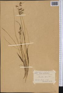 Anthoxanthum monticola (Bigelow) Veldkamp, Америка (AMER) (Гренландия)