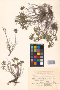 MHA 0 157 125, Thymus pannonicus All., Восточная Европа, Западно-Украинский район (E13) (Украина)