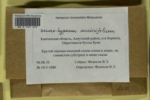 Sciuro-hypnum uncinifolium (Broth. & Paris) Ochyra & Żarnowiec, Гербарий мохообразных, Мхи - Чукотка и Камчатка (B21) (Россия)