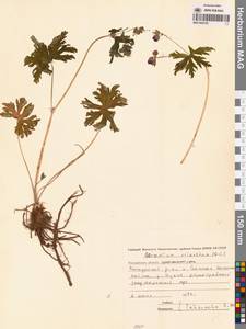 Герань волосистоцветковая DC., Сибирь, Чукотка и Камчатка (S7) (Россия)