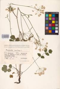 Бедренец камнеломковый, Бедренец-камнеломка L., Восточная Европа, Центральный лесостепной район (E6) (Россия)