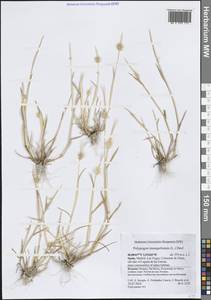 Многобородник монпельенский (L.) Desf., Западная Европа (EUR) (Испания)