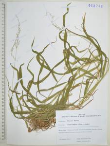 Цинна широколистная (Trevir. ex Göpp.) Griseb., Сибирь, Дальний Восток (S6) (Россия)