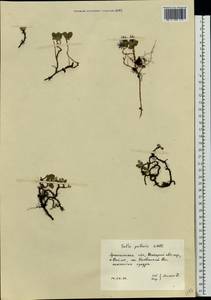 Ива полярная Wahlenb., Восточная Европа, Северный район (E1) (Россия)