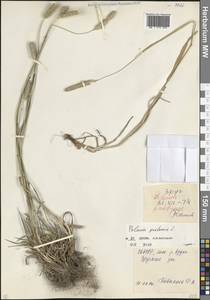 Тимофеевка луговая L., Кавказ, Северная Осетия, Ингушетия и Чечня (K1c) (Россия)