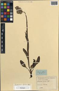 Tephroseris integrifolia subsp. integrifolia, Кавказ (без точных местонахождений) (K0) (Неизвестно)