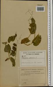 Lathyrus oleraceus Lam., Восточная Европа, Центральный район (E4) (Россия)