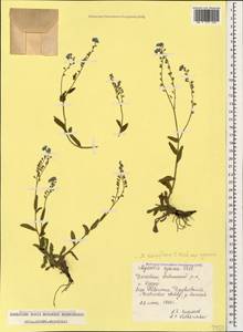 Myosotis sylvatica subsp. cyanea (Boiss. & Heldr.) Vestergr., Кавказ, Дагестан (K2) (Россия)