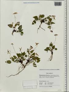 Фиалка собачья L., Восточная Европа, Северный район (E1) (Россия)