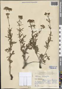 Patrinia heterophylla Bunge, Зарубежная Азия (ASIA) (КНР)